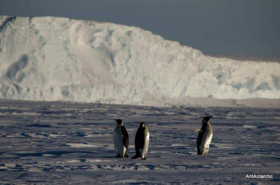 antarctic sea ice