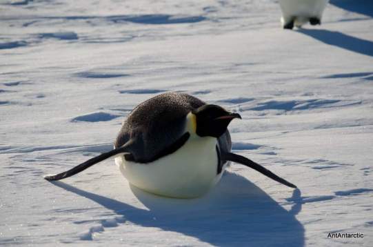antarctic sea ice and ice shelf, emporer penguin