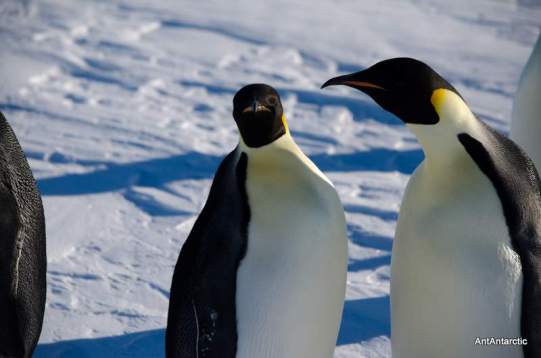 antarctic sea ice and ice shelf, emporer penguin